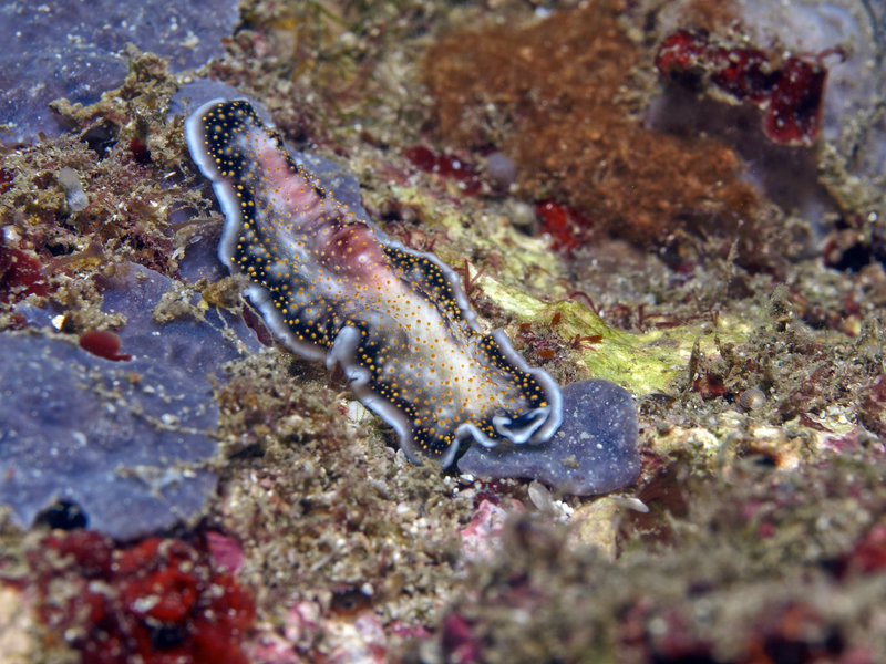 Wart slug, Monkey Beach Wreck